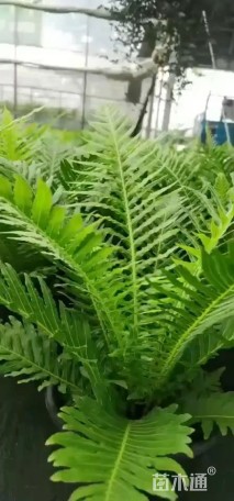 高度35厘米肾蕨