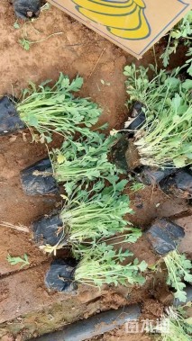 高度15厘米冰岛虞美人