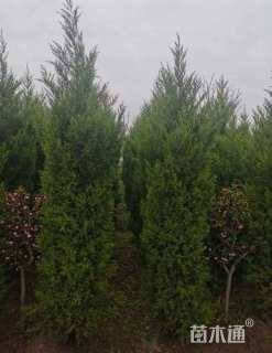 高度250厘米塔柏