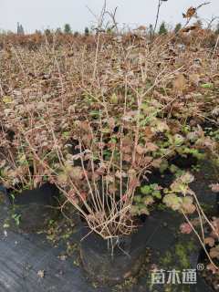 高度100厘米木绣球