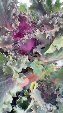 高度15厘米羽衣甘蓝