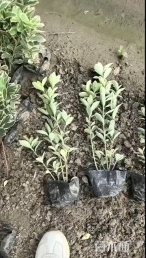 高度40厘米金边黄杨