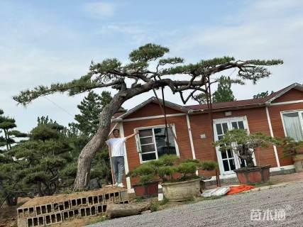 25公分造型黑松