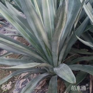 高度40厘米剑麻