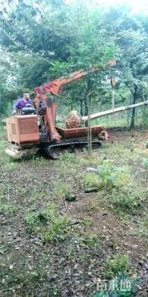 15公分黄山栾树