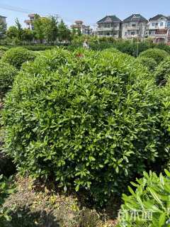 冠幅150厘米海桐球