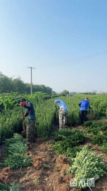 高度40厘米大叶黄杨
