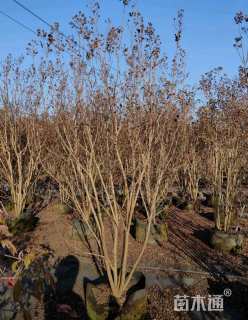 高度200厘米丛生紫薇