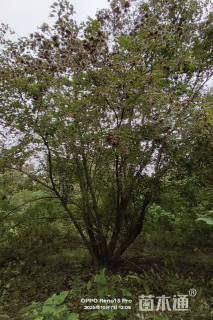 高度1000厘米丛生三角枫