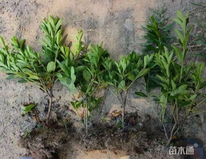 高度30厘米毛鹃