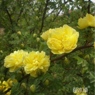 高度30厘米黄刺玫