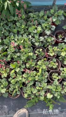 高度10厘米矾根