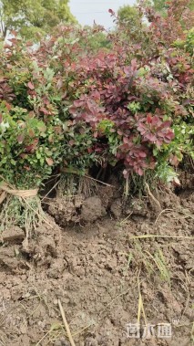 高度40厘米红叶小檗小苗