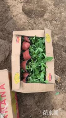 高度14厘米松果菊