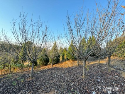 12公分日本晚樱