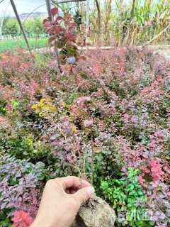 高度40厘米红叶小檗