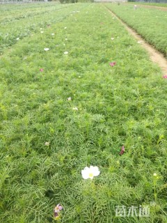 高度15厘米波斯菊