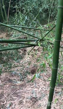 300厘米淡竹