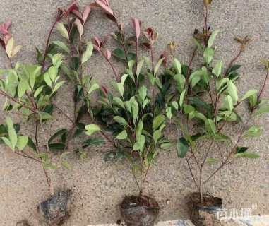 高度40厘米红叶石楠小苗