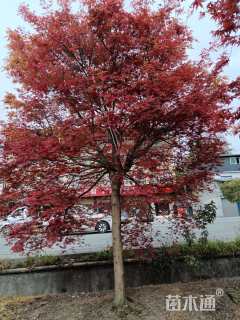 18公分日本红枫