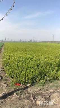 高度50厘米水蜡