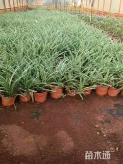 高度25厘米吊兰