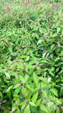 高度50厘米香樟小苗