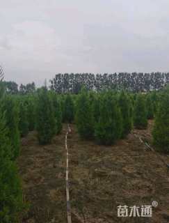 高度100厘米塔柏