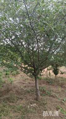 15公分绚丽海棠