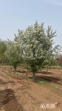 12公分湖北海棠