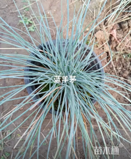 容器苗蓝羊茅