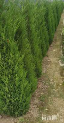 高度30厘米桧柏