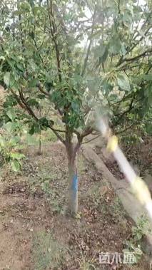 高度150厘米侧柏