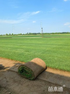 草卷状四季青草坪