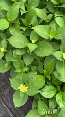 高度35厘米绣球