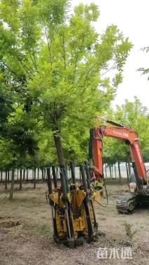 10公分金叶白蜡