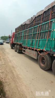 高度15厘米美国薄荷