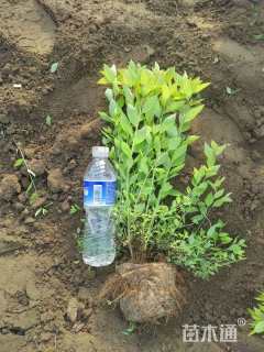 高度50厘米金山绣线菊