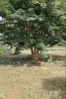 高度650厘米丛生五角枫