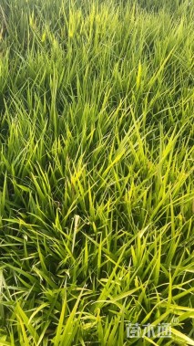 高度20厘米吉祥草