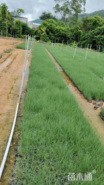 高度15厘米粉黛乱子草