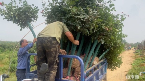 4公分嫁接树状月季