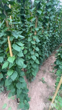 高度300厘米三角梅