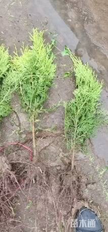 高度40厘米洒金柏