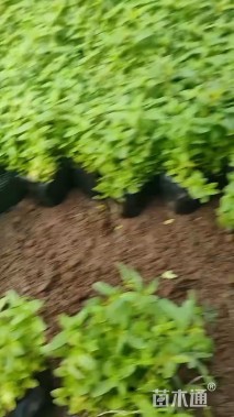 高度30厘米夜来香