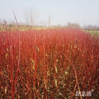 高度30厘米红瑞木小苗