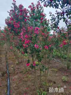 高度50厘米美国紫薇