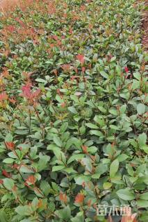 0.1公分红叶石楠