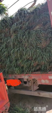 高度15厘米吉祥草