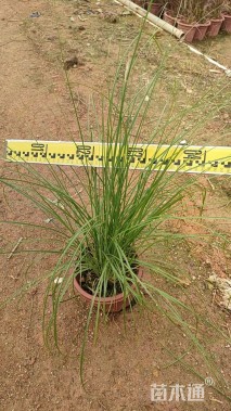 高度20厘米羽绒狼尾草